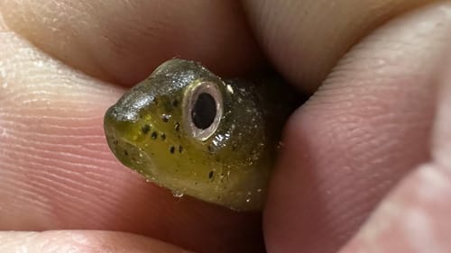 Bass Bite This Thing BETTER Than A Live Minnow…(When Rigged Like THIS!)
