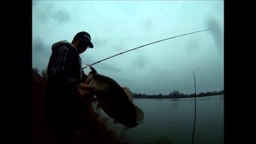 Bass on Lucky Craft Pointer sp 78