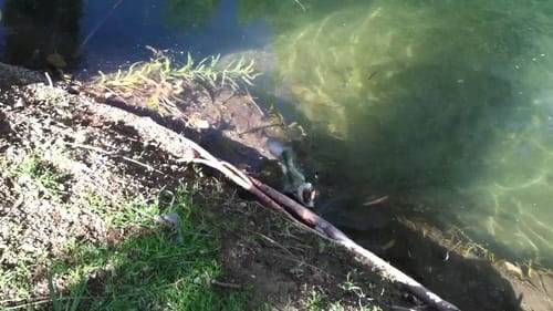 Bass Fishing With Berkeley Havoc Pit Bosses