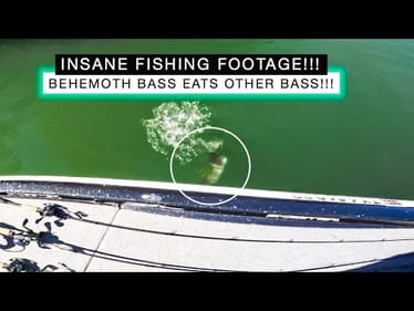 BEHEMOTH BASS EATS Smaller Bass | INSANE FISHING FOOTAGE + ANOTHER Swimming Deer