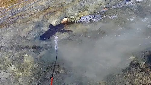 Shark attacks me