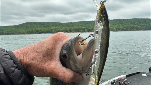 The Jerkbait You’ve Never Fished That Produced 40 Bass For Me In 3 Hours Last Week…