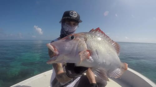 Epic Reef Fishing - Cast Mag Subscriber Edit Nick Willhelmi