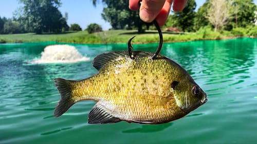 The Pond MONSTER Ate a GIANT Live Bait!!! (BIGGEST in Years!)
