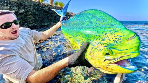 Dolphin Fish and Bull Sharks in Japan City