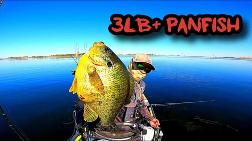 Targeting Trophy Sized Redear(Shellcracker)