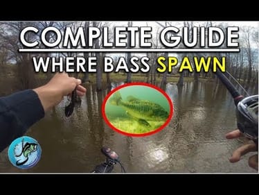 Best Areas for Spawning Bass | Spawn Bass Fishing Tips for Spring