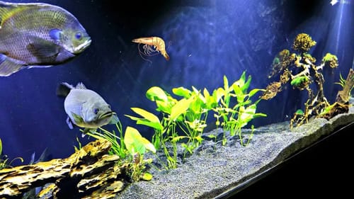 Feeding Pet Bass LIVE SHRIMP!!