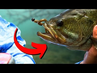 I Wish I KNEW This About Bass Sooner (Near-Field vs Far-Field Prey Detection)