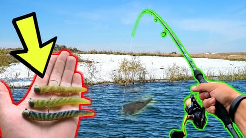 Cold Water Bass go CRAZY for NEW Worm!!! --BEST NED RIG WORM EVER???