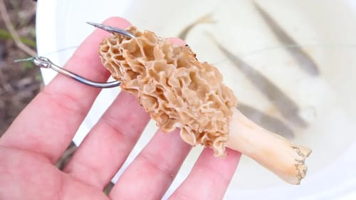 Morel Mushroom as Bait? Morels vs Chubs