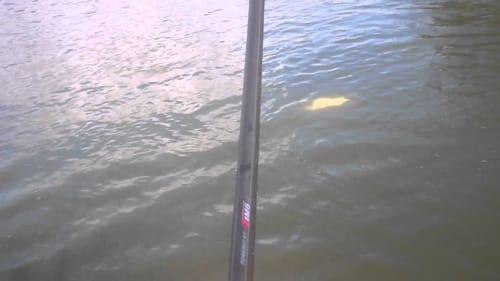 bass fishing with brush hogs