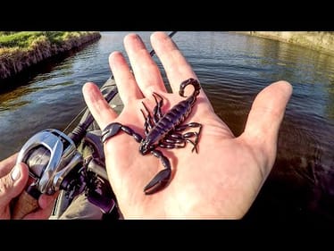 Do Bass Eat Scorpions???