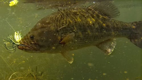 Frog Fishing Bass in Tall Grass