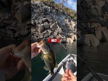 Lake Oroville largemouths 🦄 are on the rise! 🎣 3 last video & already stacking more on this trip!