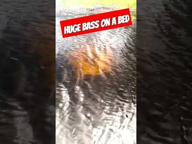 Found a GIANT Bass in a Canal