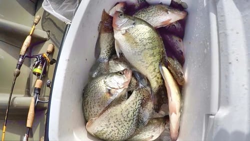 EASY Way To LOAD Your Freezer With Crappie! (Fall Crappie Fishing)