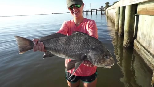 Fishing for Black Drum and Catfish Rescue - Vlog