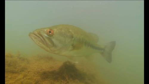 Sight Fishing for Bass from a Kayak