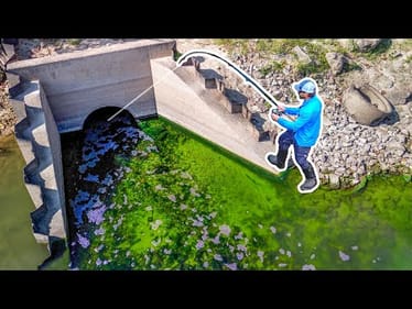 A *GIANT* NEW SPECIES was Hiding Inside The SEWER!!! (Big Fish!)