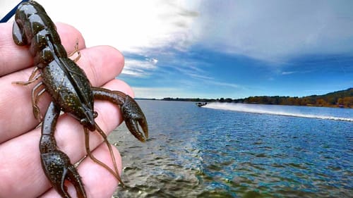 LOADS Of Bass HAMMER Crawfish!!!