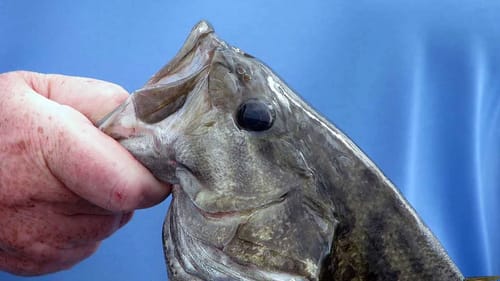How To Rig and Tie A Dropshot The Right Way | Bass Fishing