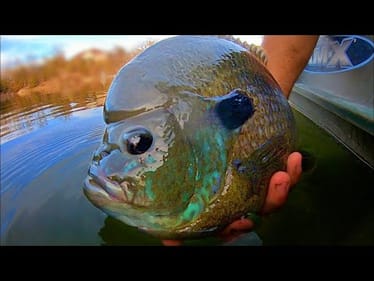 The BLUEGILL that EATS BASS FOR BREAKFAST!!