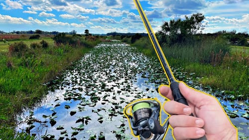 Crazy Topwater Fish in Florida Swamps