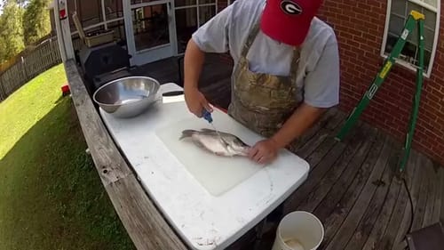 How to Fillet a Fish