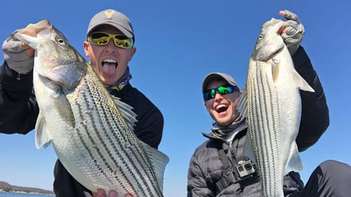 Big Striped Bass Crushing Bass Lures