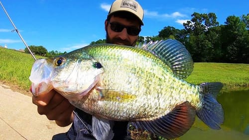 MONSTER SUMMER CRAPPIE FISHING!!