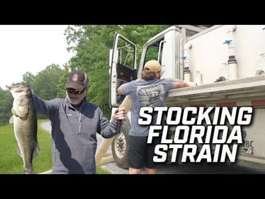 Stocking Florida Strain Bass into Bassmaster's Lake Y