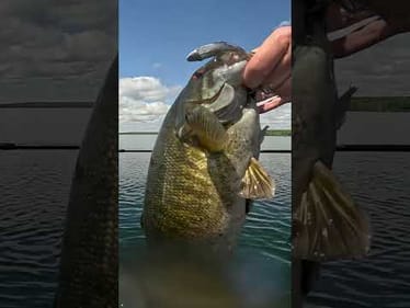 We could watch a @ZManFishingProducts  Graph ShadZ get MUNCHED on repeat 🔁