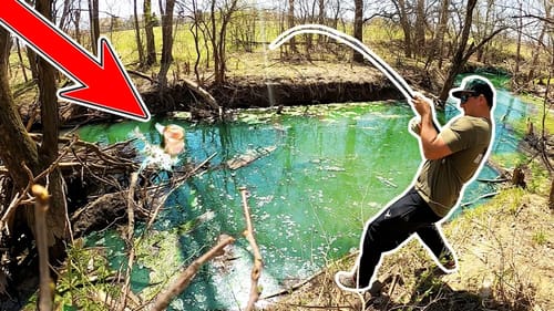 Unexpected Catch while Fishing TINY Creek from the Bank!!!