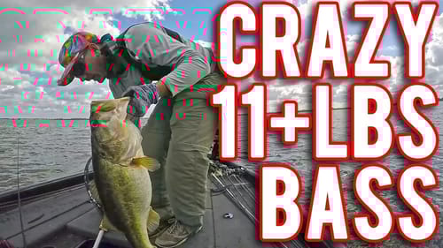 HUGE 11+lbs Bass Caught on Crazy Light Fishing Line