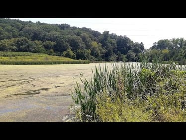 SEARCHING FOR BASS IN ALGAE COVERED SWAMP  || LATE SUMMER HEAT|| POND HOPPIN