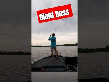 GIANT Bass on a Tiny WORM