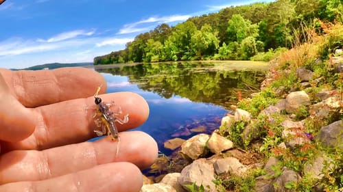 A Simple Way To Catch Loads Of Bluegill From The Bank