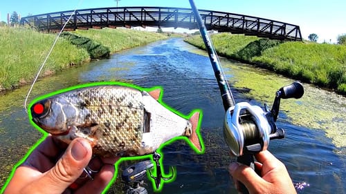$250 Zombie Bait gets DESTROYED at a City Pond!!!