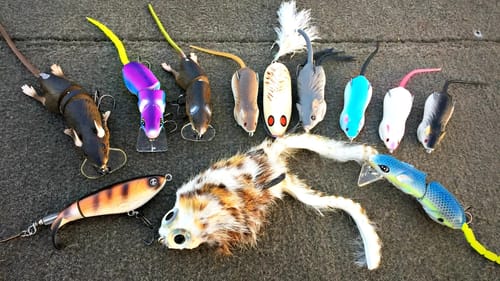 Topwater Rat Fishing Challenge with 1Rod1ReelFishing!!