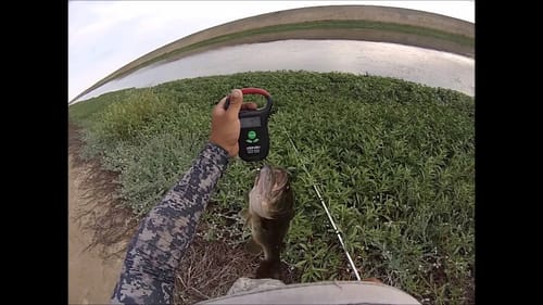 Non Stop Towater Frog Action (Largemouth Bass)