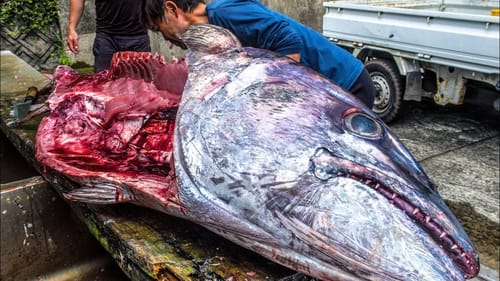 Monster Tuna Catch And Cook!