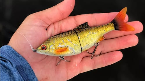 Golden Swimbait Catches Huge Fish