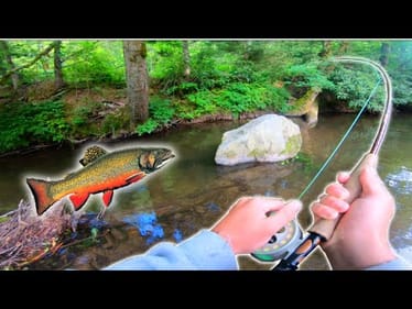 FLY FISHING streams LOADED w/ Trout (one in a million catch!)