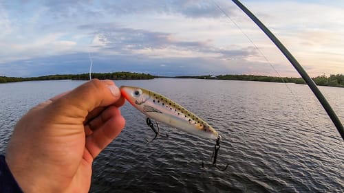 This Topwater Saves The Day