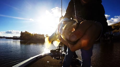 Small Swimbaits For Pressured Bass