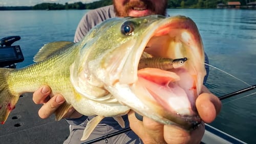 We Made It To Chickamauga! Topwater Bite Is On Fire!