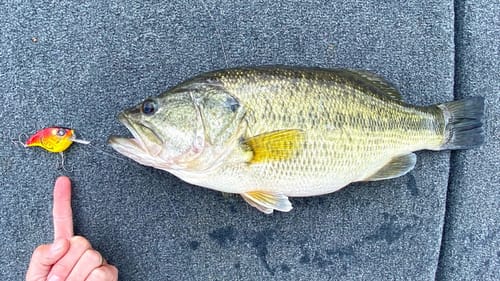 Fishing RED Crankbaits to Find Spring Bass!