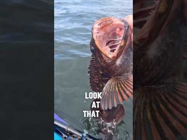 Wierd Looking Bass….