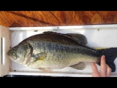 Study Reveals The 3 Top Lures That CONSISTENTLY Catch 5lb+ Bass…(They Are Not What You Think)